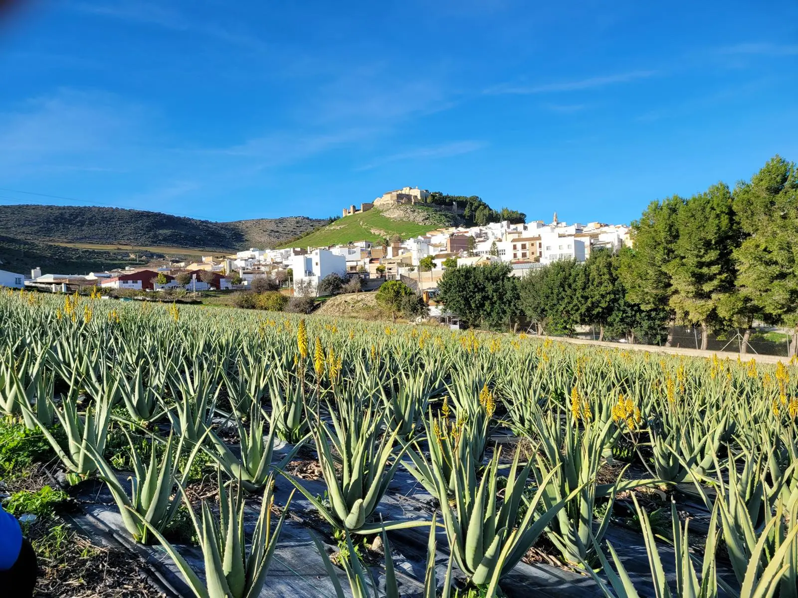 Naturaleza y ciencia unidas: cultivo de aloe y laboratorio JICALAB