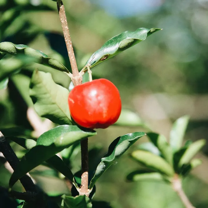 Acerola en la rama