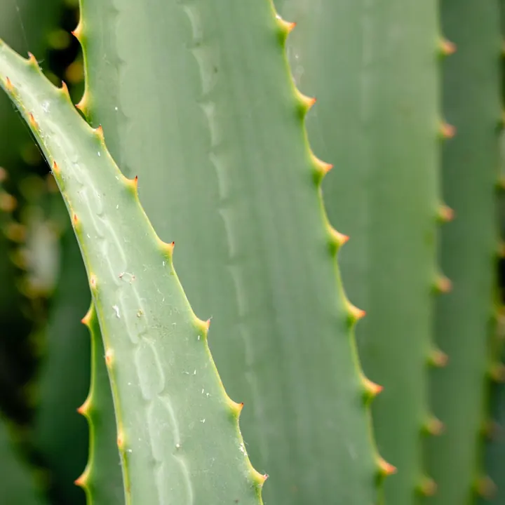Hojas de aloe vera