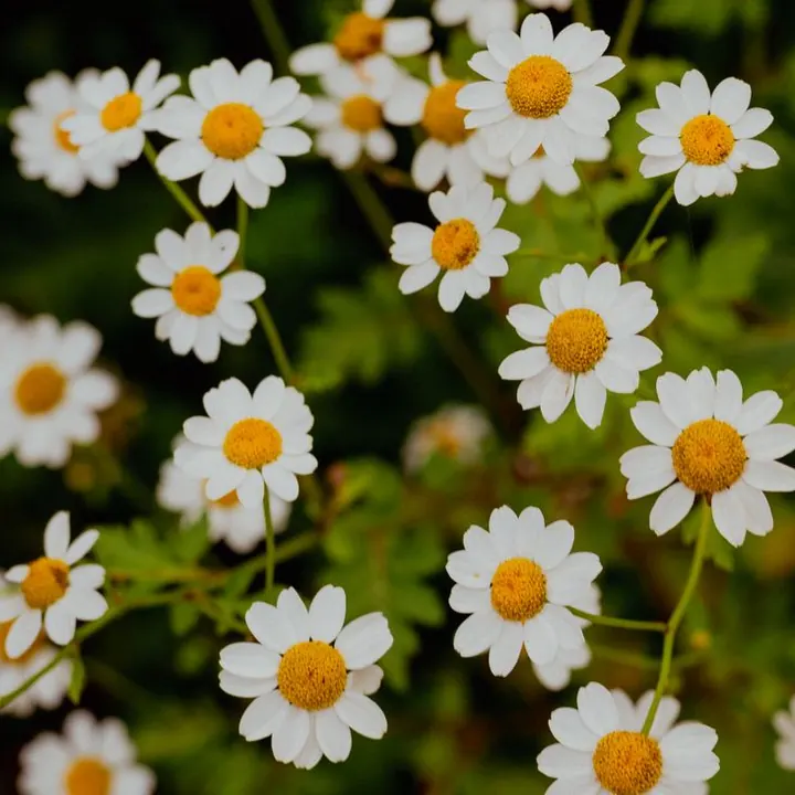 Flores de manzanilla