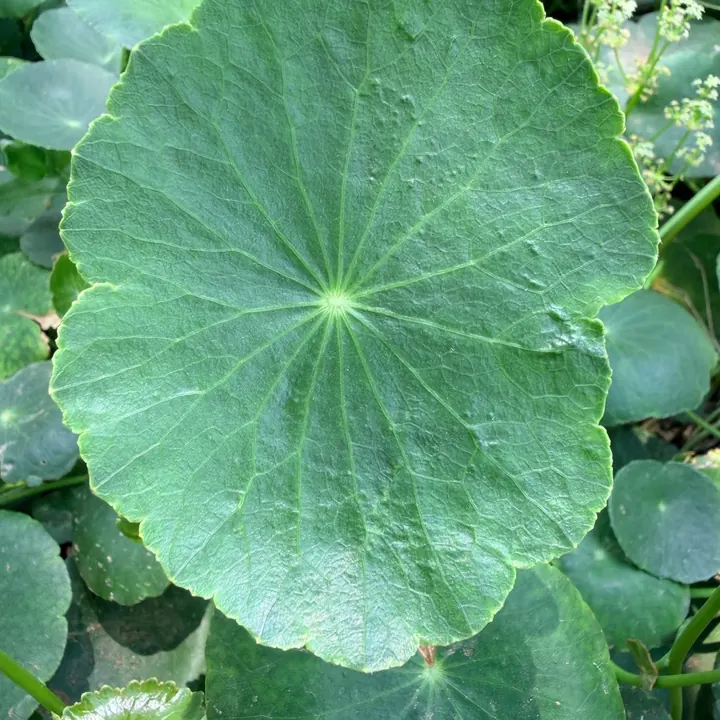 Hoja de centella asiática al sol