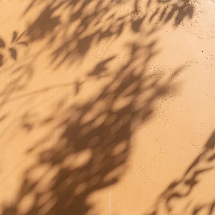 Sombra de hojas al sol sobre una pared