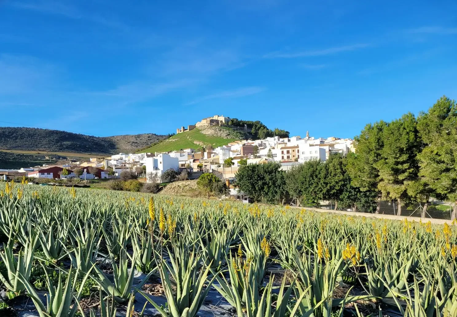 Campo de aloe vera en flor con un pueblo blanco al fondo