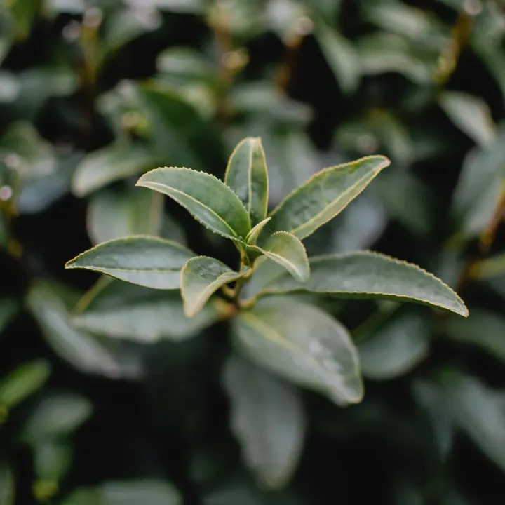 Brotes de té verde